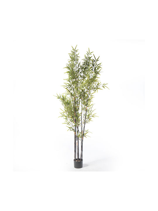 Μπαμπού Εξωτερικού Χώρου 180cm Supergreens
