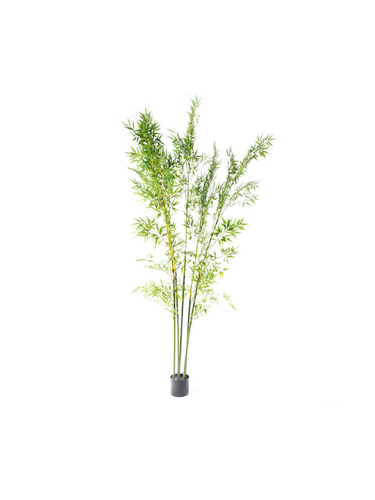 Φίκος Εξωτερικού Χώρου 240cm Supergreens