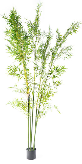 Φίκος Εξωτερικού Χώρου 240cm Supergreens