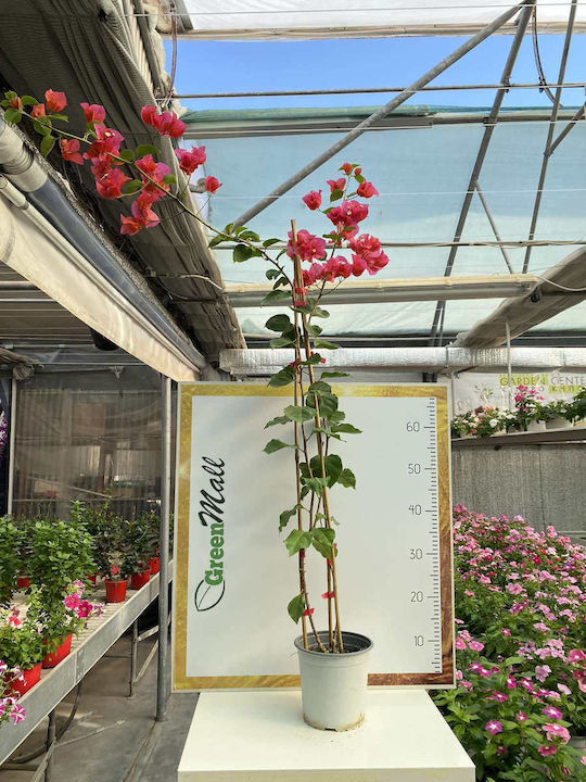 Βουκαμβίλια Bougainvillea Dania Bamboo Piramide Colour Mixed
