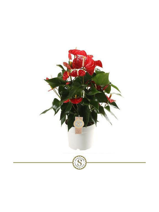 Хвощ (Anthurium) Εσωτερικού Χώρου Ύψους 50бр
