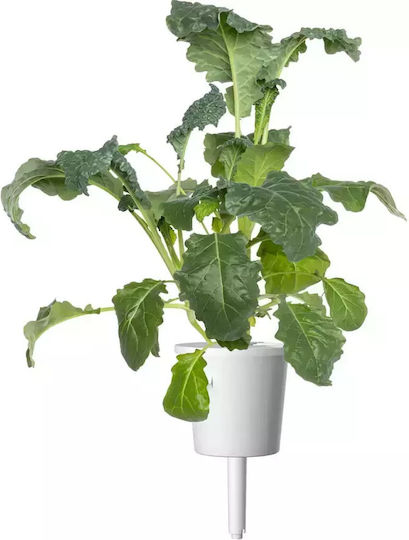 Click and Grow Семена Кейлς 3бр