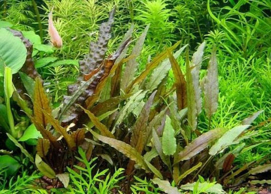 Stoffels Cryptocoryne Beckettii