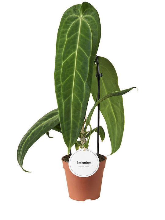 Ανθούριο Anthurium Warocqueanum Ανθούριο Anthurium Warocqueanum