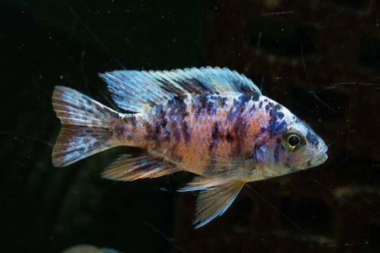 Aulonocara Sp Ob 7-9cm