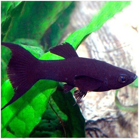 Misirlis Aquarium Аквариумни риби