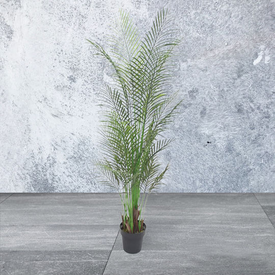 Areca Palm in Pot