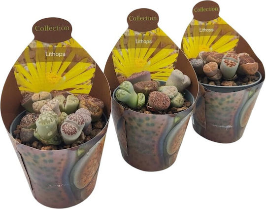 Λίθοπες Παχύφυτα Lithops Πολύχρωμα Βοτσαλάκια