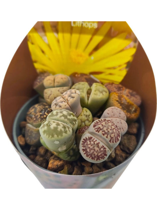 Λίθοπες Παχύφυτα Lithops Πολύχρωμα Βοτσαλάκια