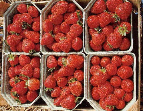 Strawberry "sarrian F1 Dellician F1" 25 Seeds