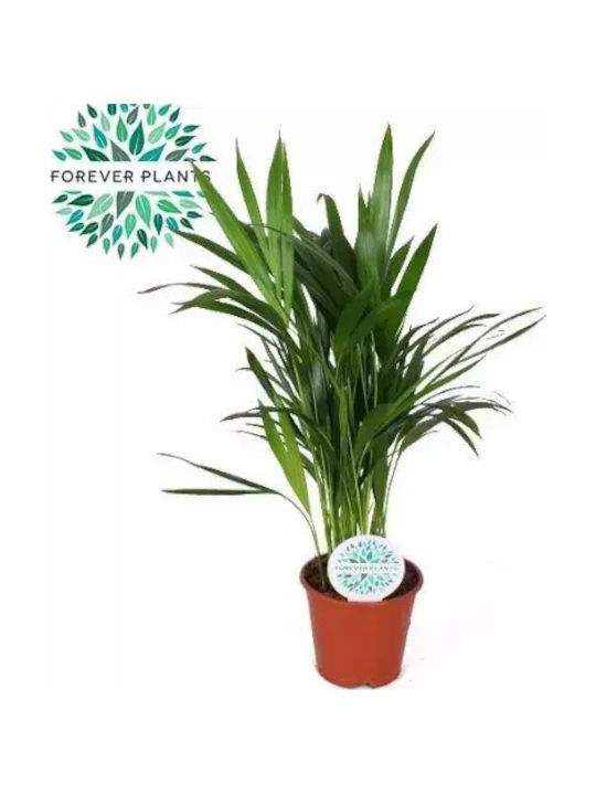 Dypsis Lutescens Areca