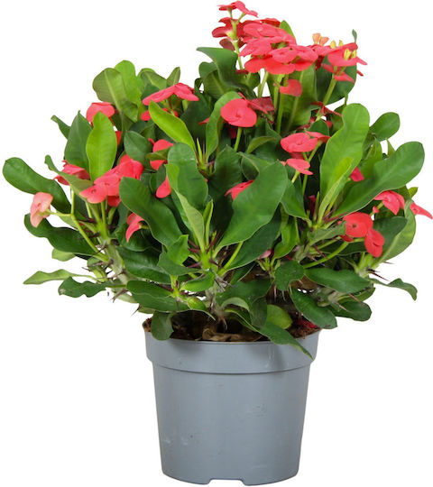 "αγκάθι Του Χριστού" Euphorbia Milii Red