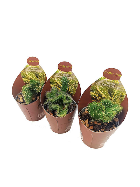 Κάκτος Παχύφυτο Mammillaria Ernestii Cristata