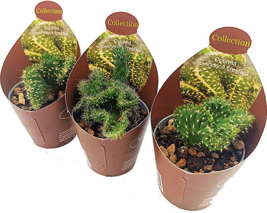 Кактус Сукулент Mammillaria Ernestii Cristata