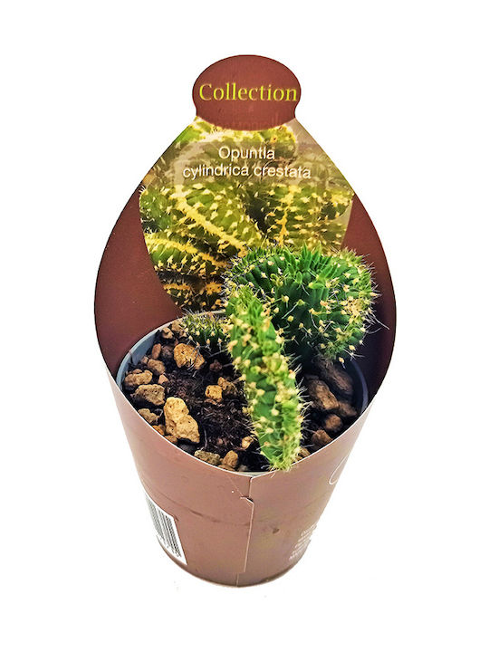 Cactus Suculent Mammillaria Ernestii Cristata