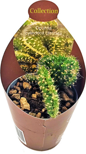 Кактус Сукулент Mammillaria Ernestii Cristata