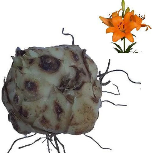 Primasem Bulb Lilium Mangekyu