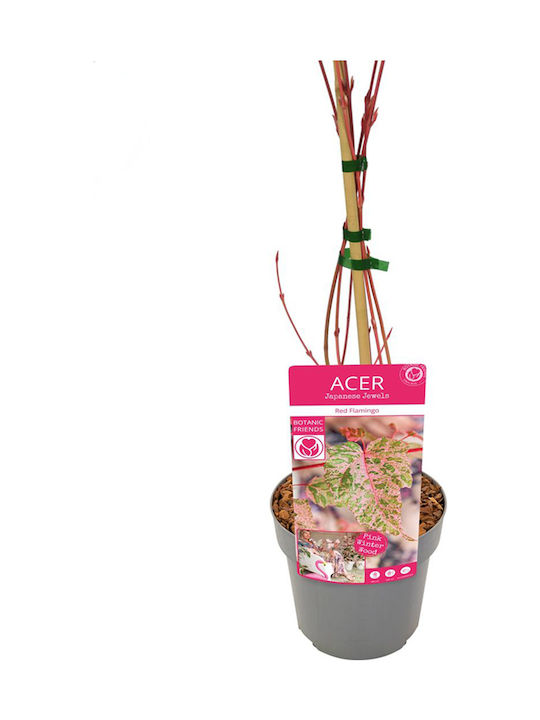 Acer Conspicuum "red Flamingo" Acer Conspicuum "red Flamingo"