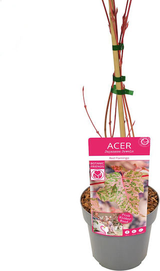 Acer Conspicuum "red Flamingo" Acer Conspicuum "red Flamingo"