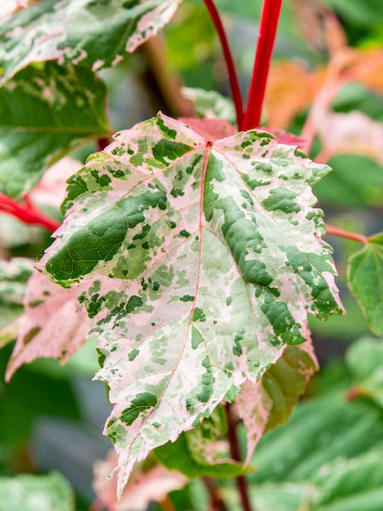 Acer Conspicuum "red Flamingo"