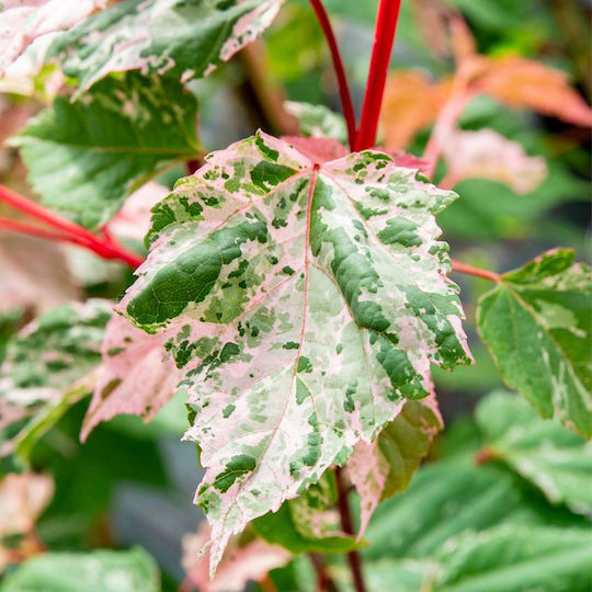 Acer Conspicuum Red Flamingo