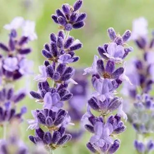 Bees The Witches Organic Lavender Honey 940g 18050