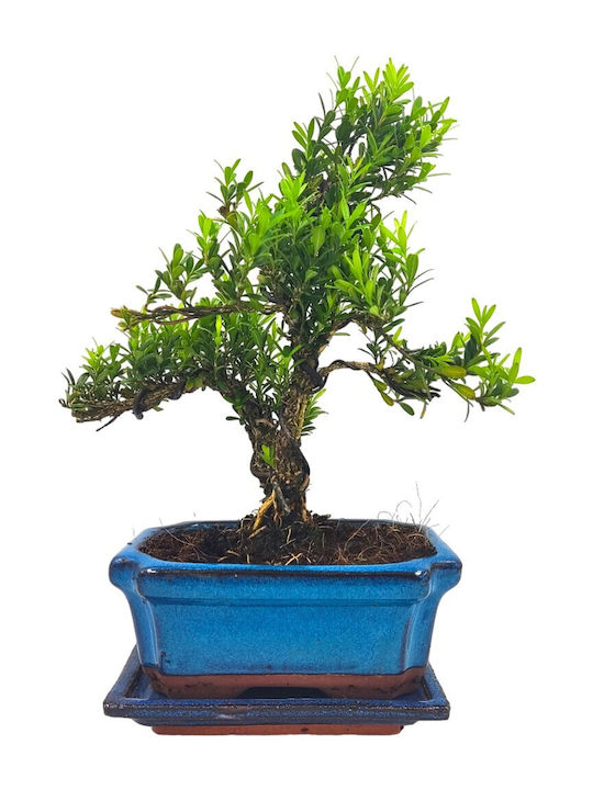Μπονσάι Δεντράκι Buxus Harlandii