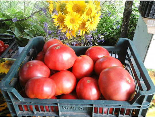 Σπόροι Τομάτας 1.5kg