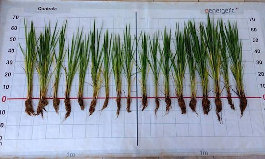 Hellafarm Βιολογικό Λίπασμα 2.5kg