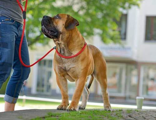 Hunter Dog Leash/Lead Strap Freestyle in Brown color 1cm