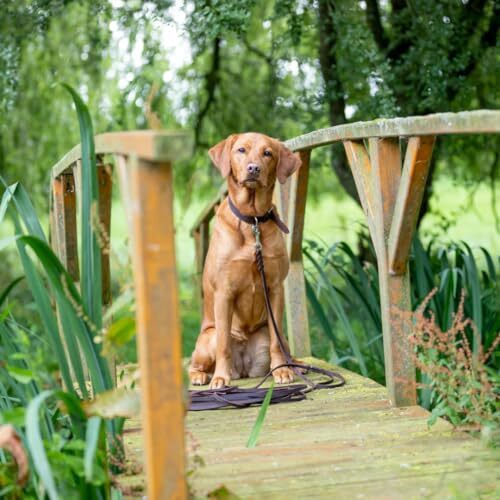 Trixie Dog Leash/Lead Training Leather Rustic Dark Brown in Brown color 10m x 0.8cm