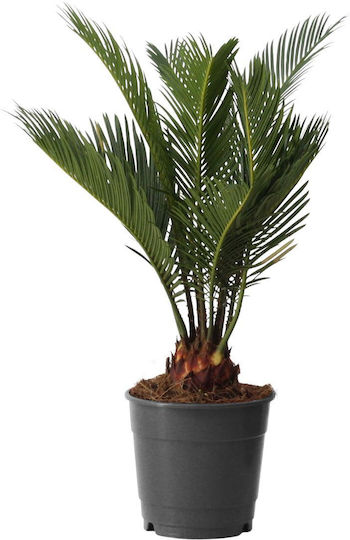 Τσίκας "cycas Revoluta" 30 Εκ