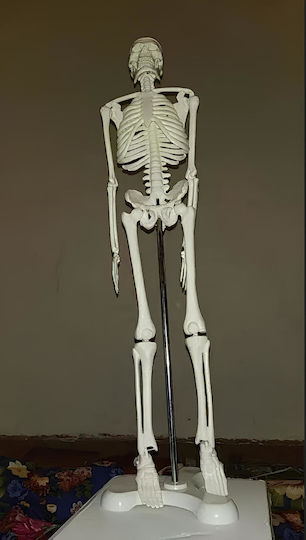 Modell des menschlichen Skeletts