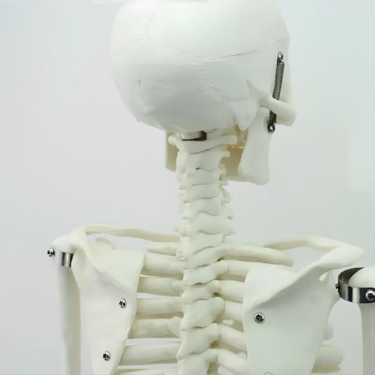 Modell des menschlichen Skeletts