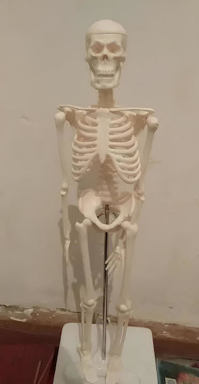 Modell des menschlichen Skeletts