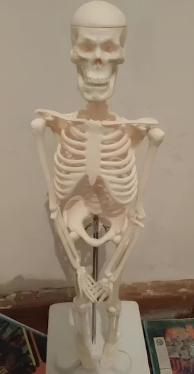 Modell des menschlichen Skeletts