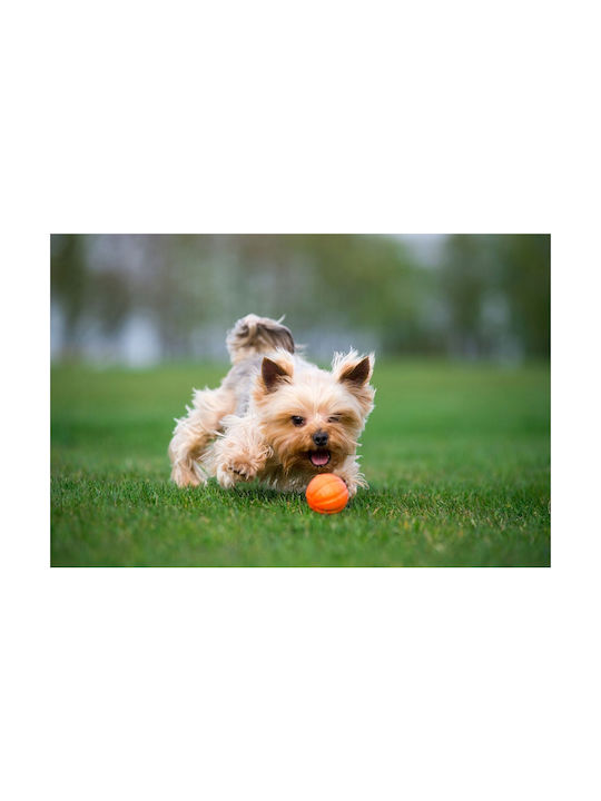 Doggy Village Ball Toy Dog 1pcs