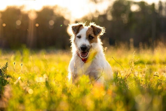 4dogs Kauendes Hundespielzeug Himalaya Käse Kurkuma Bis 5kg 33g