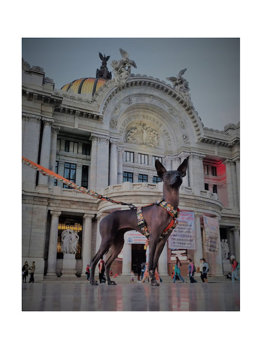 Dingo Dingo Διπλό Λουρί Guard City Chiapas Μέγεθος S
