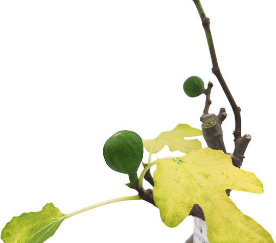 Μπονσάι Συκιά "ficus Carica"