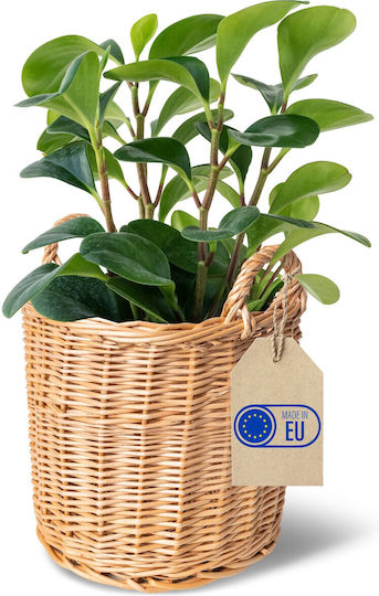 Creative JAN-CH-KOSZ-WIK-DON-U-26 Ψάθινο