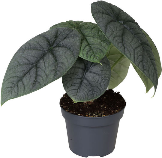 Alocasia Melo