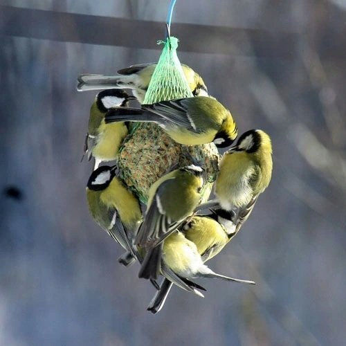Vitapol Birds Food for Birds
