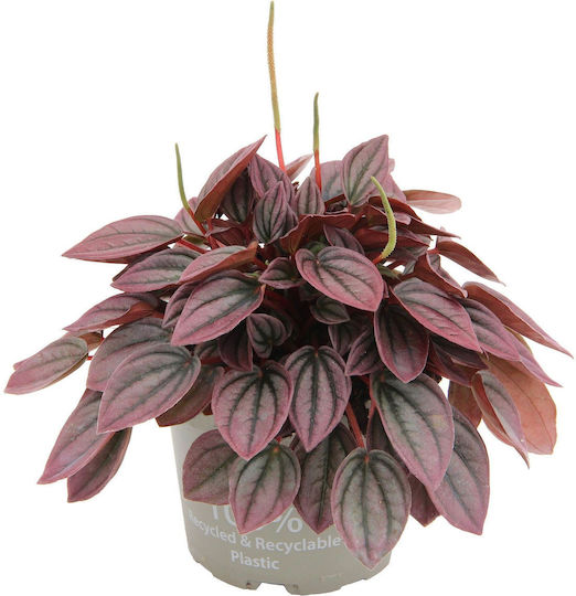 Peperomia Caperata Cayenne