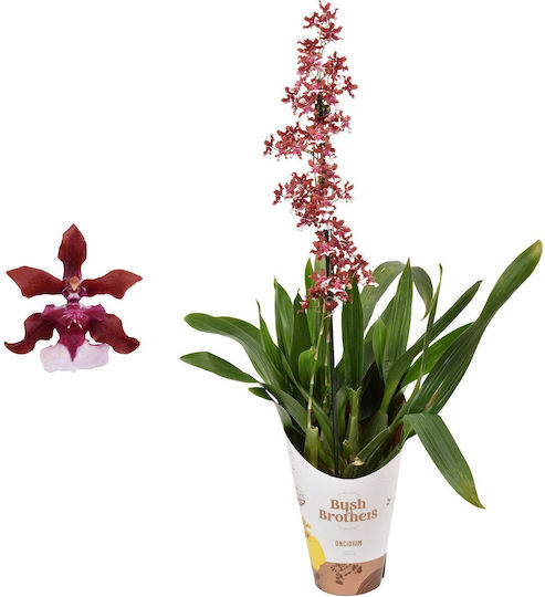 Oncidium Cherry Baby Αρωματικη Oncidium Cherry Baby Αρωματικη
