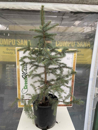 Син смърч Picea Pungens Glauca Син смърч Picea Pungens Glauca