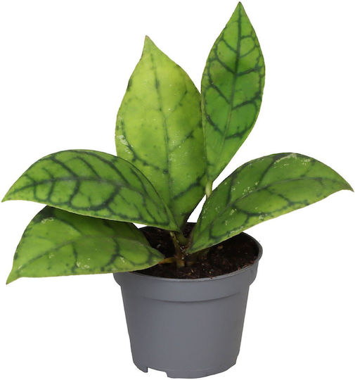 Χόγια Hoya Callistophylla Kal 16 Χόγια Hoya Callistophylla Kal 16