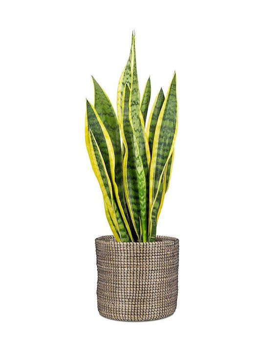 Scheurich Planter Wicker Black