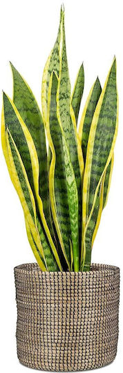 Scheurich Planter Wicker Black