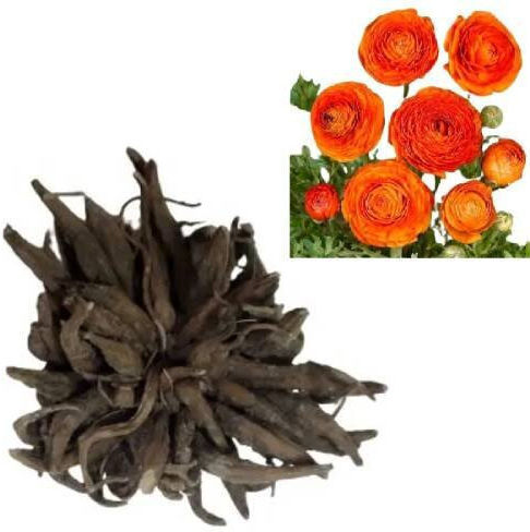 Primasem Bulb Buttercupς